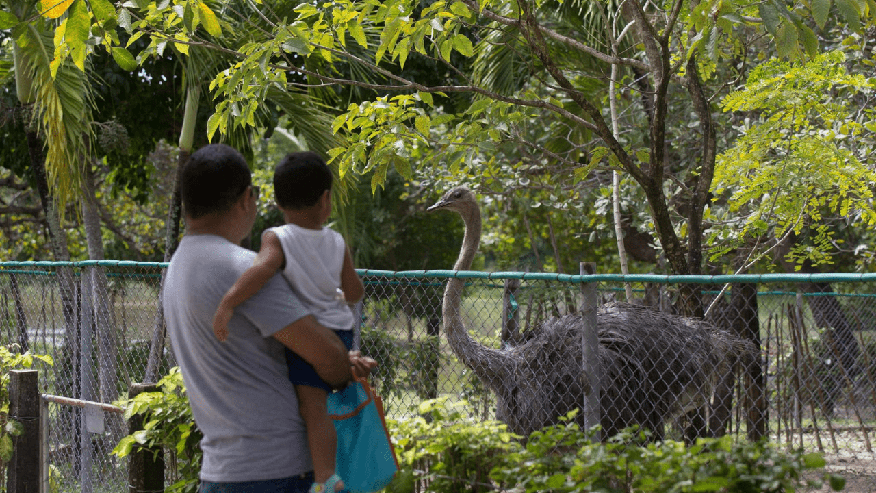 zoologico-de-fortaleza-horario-endereco-e-preco-dos-ingressos Zoológico de Fortaleza: Horário, Endereço e Preço dos ingressos