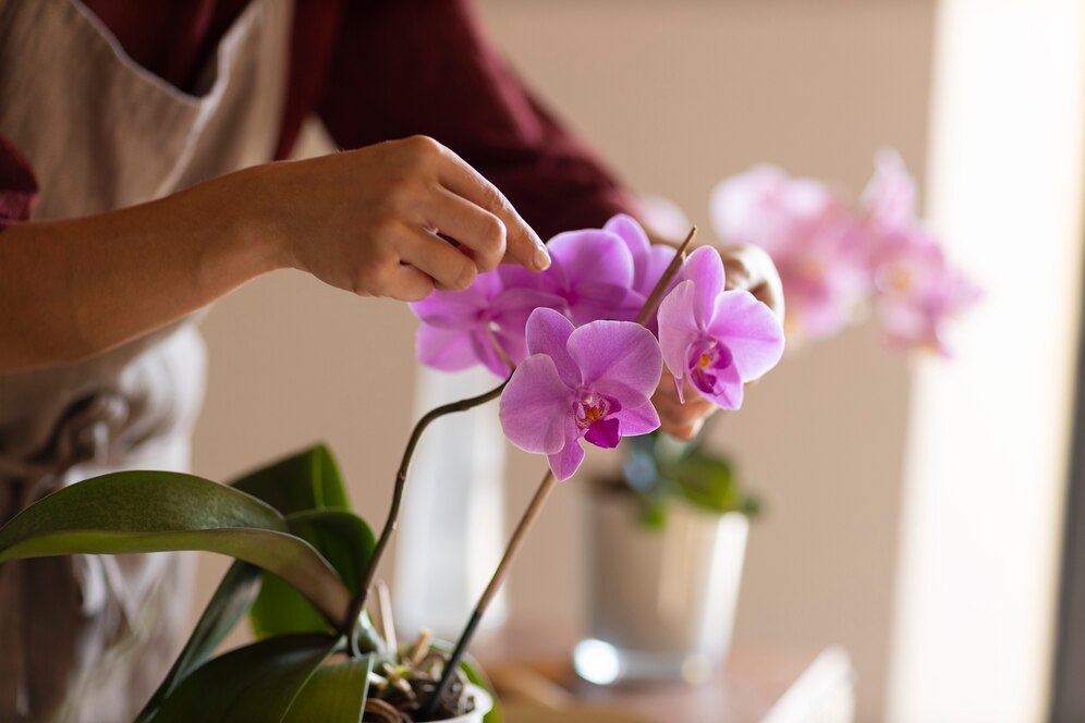 orquideas-signifcados Quais os significados das cores das Orquídeas?